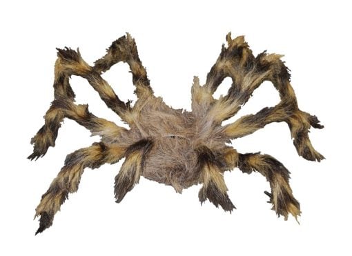 brown hairy spider